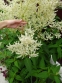 Гірчак мінливий (Persicaria polymorpha) - 1