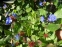 Цератостигма плюмбагоподібна (Ceratostigma plumbaginoides) - 8