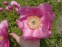 Півонія "Хонор" (Paeonia "Honor") - 2