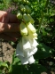 Наперстянка пурпурова "Альба" (Digitalis purpurea var. Аlba) - 3