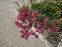 Астранція велика "Ред Джойс" (Astrantia major "Red Joyce")  - 8
