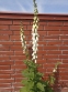 Наперстянка пурпурова "Альба" (Digitalis purpurea var. Аlba) - 5