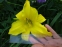 Лілійник "Голден Тайм" (Hemerocallis "Golden Time") - 3