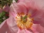 Півонія "Флейм" (Paeonia "Flame") - 6