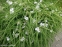 Традесканція Андерсона "Оспрей" (Tradescantia х andersoniana "Osprey") - 6