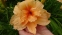 Лілійник "Дабл Дрім" (Hemerocallis "Double Dream") - 2