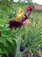 Півники бородаті "Болд Інкаунтер" (Iris "Bold Encounter") - 4