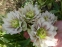 Чемерник гібридний "Харвінгтон Дабл Вайт Спеклед" (Helleborus x hybridus "Harvington Double White Speckled") - 7
