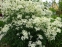 Клематіс прямий (Clematis recta) - 6