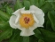 Півонія "Серафім" (Paeonia "Seraphim") - 4