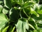 Хоста "Вероніка Лейк" (Hosta "Veronica Lake") - 5