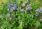 Вероніка лежача (Veronica prostrata) - 2