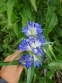 Тирлич даурський (Gentiana dahurica) - 3