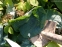 Хоста "Абіква Дрінкінг Гоурд" (Hosta "Abiqua Drinking Gourd") - 9