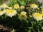 Королиця "Луна" (Leucanthemum x superbum "Luna") - 4
