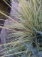 Молінія блакитна "Варієгата" (Molinia caerulea "Variegata") - 2