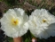 Півонія "Гарденія" (Paeonia "Gardenia") - 1