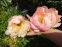 Півонія "Корал Шарм" (Paeonia "Coral Charm") - 5