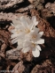 Пізньоцвіт осінній "Альба" (Colchicum autumnal "Alba") - 2