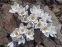 Крокус золотистий "Леді Кіллер" (Crocus chrysanthus "Lady Killer") - 1
