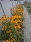 Рудбекія двоколірна (Rudbeckia bicolor) - 4