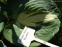 Хоста "Дрім Квін" (Hosta "Dream Quee") - 2