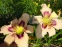 Лілійник  "Джуліа Ньюмар" (Hemerocallis "Julie Newmar") - 6
