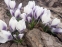 Крокус золотистий "Леді Кіллер" (Crocus chrysanthus "Lady Killer") - 3