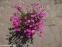 Гвоздики дельтовидні (Dianthus deltoides) - 5