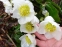Чемерник чорний "Максіма" (Helleborus niger "Maxima") - 1