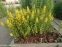 Вербозілля крапчасте (Lysimachia punctata) - 2