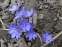 Печіночниця благородна (Hepatica nobilis) - 5