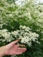 Клематіс прямий (Clematis recta) - 8