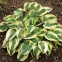Хоста "Вайд Брім" (Hosta "Wide Brim") - 2