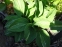 Хоста "Стриптиз" (Hosta "Striptease") - 5