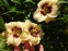 Лілійник "Сноуі Айз" (Hemerocallis "Snowy Eyes") - 2