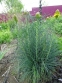 Асфоделіна жовта (Asphodeline lutea) - 1