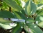Хоста "Кетерін" (Hosta "Catherine") - 2