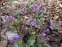 Медунка цукрова "Місіс Мун" (Pulmonaria saccharata "Mrs Moon") - 5