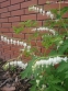 Лампрокапнос чудовий "Альба" (Lamprocapnos spectabilis "Alba") - Діцентра чудова "Альба" - 7