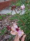 Півонія "Лавендер" (Paeonia "Lavender") - 8