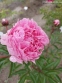 Півонія "Пітерже Фрінд Вагенаар" (Paeonia "Pietertje Vriend Wagenaar") - 3
