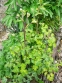 Орлики звичайні "Лепрекон Голд" (Aquilegia vulgaris "Leprechaun Gold") - 1