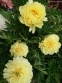 Півонія Іто "Бартзелла" (Paeonia Itoh "Bartzella") - 1