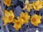 Крокус золотистий "Геральд" (Crocus chrysanthus "Herald") - 2