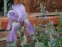 Півники бліді "Варієгата" (Iris pallida "Variegata") - 1