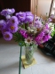 Злинка гарна "Домінатор" (Erigeron speciosus х hybridus "Dominator") - 2