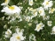 Анемона японська "Андреа Аткінсон" (Anemone japonica "Andrea Atkinson") - 5
