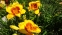  Лілійник "Оренж Електрік" (Hemerocallis "Orange Electric") - 1