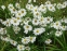 Короличка пізня або Левкантемелла пізня (Leucanthemella serotina) - 1